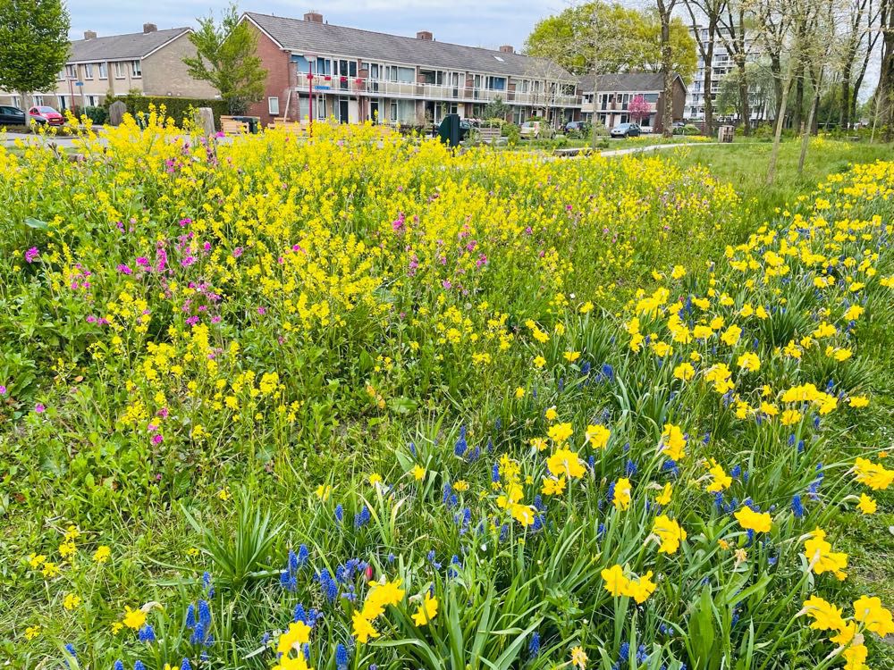 Afbeelding van de activiteit