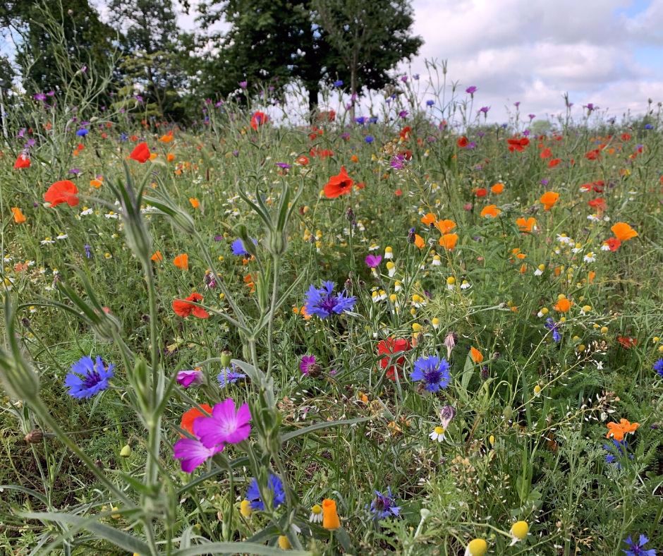 Afbeelding van de activiteit