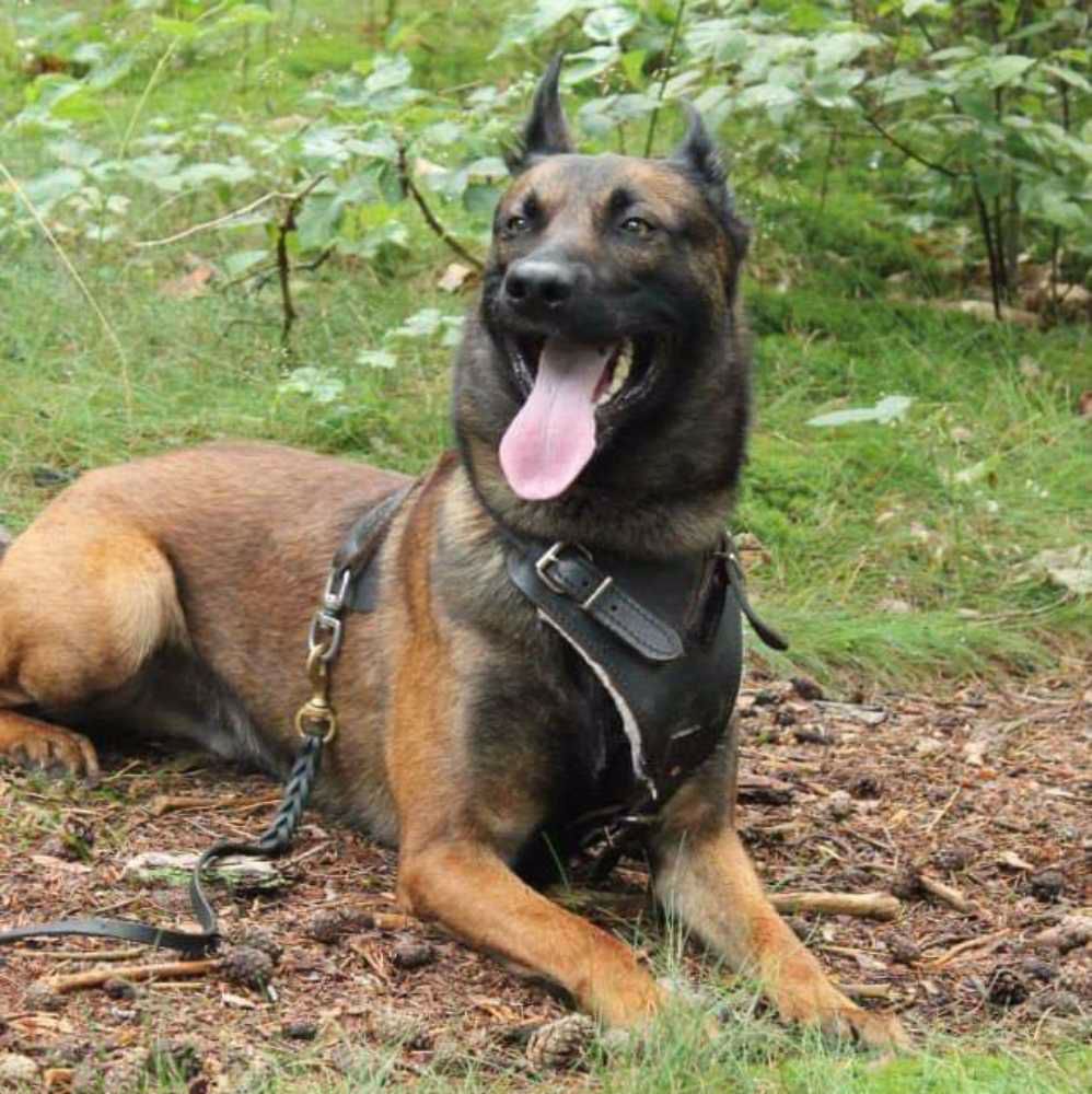 Afbeelding van de activiteit