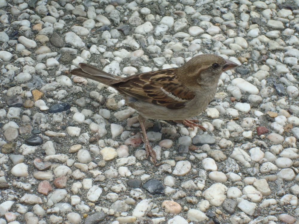 Afbeelding van de activiteit