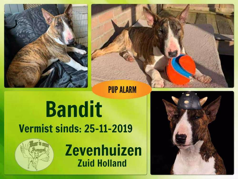 Afbeelding van de activiteit