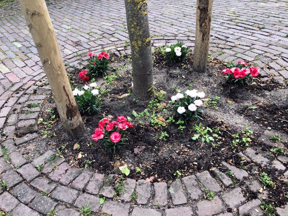 Afbeelding van de activiteit